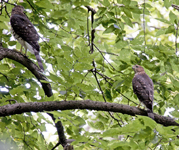 Coopers Hawks 4557